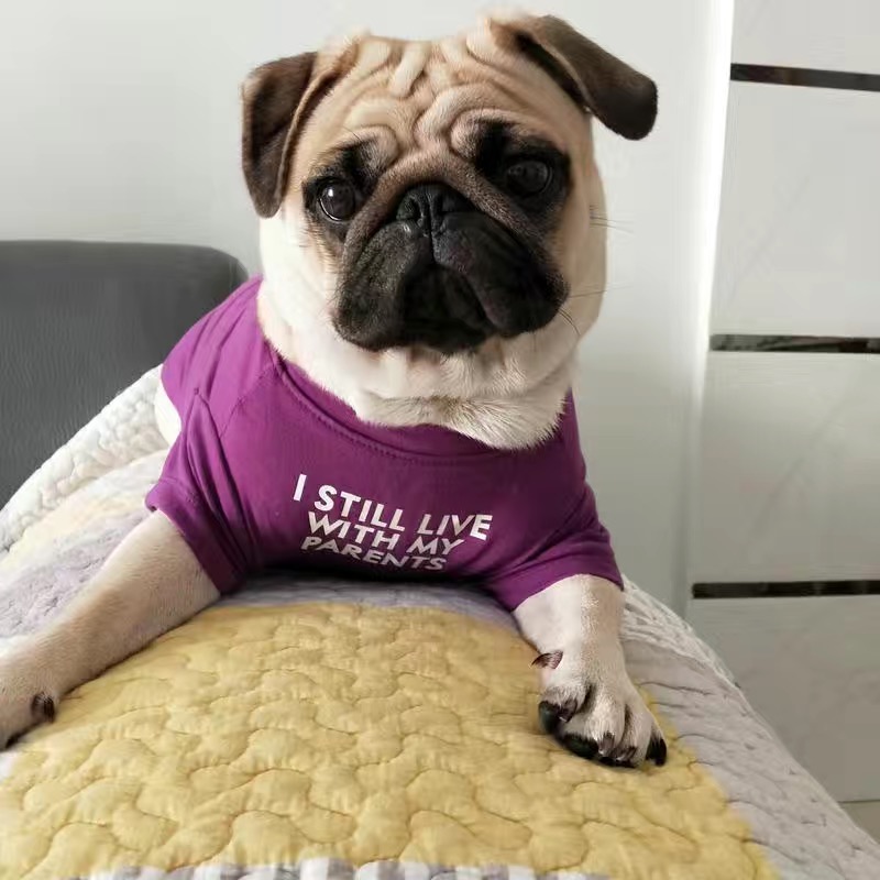 Fashion French Bulldog Pug Ves - Summer Clothing In French ulasan dan harga